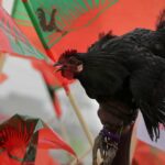 Deslealdade e Masoquismo