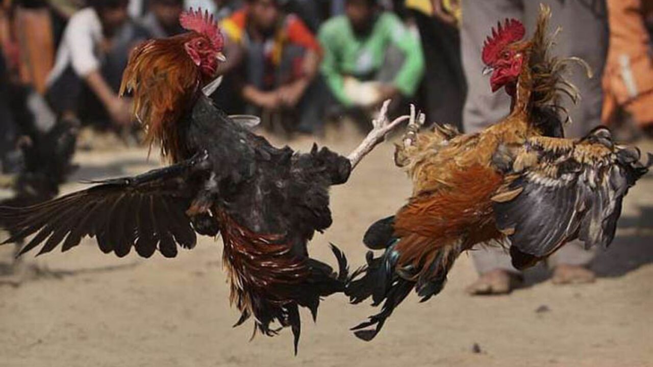 Bomba nas Asas do Galo