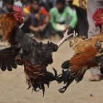 Bomba nas Asas do Galo