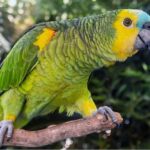 Papagaios Piu Piu