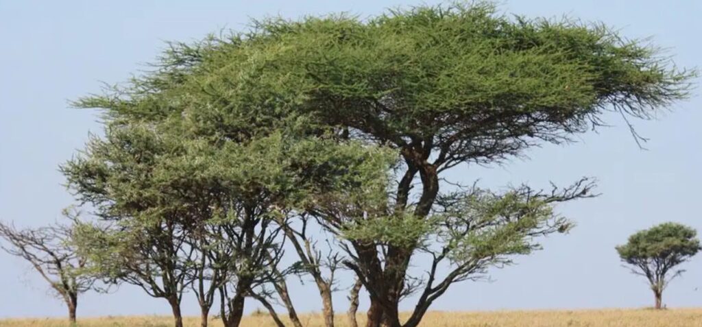 A Primavera de Angola