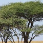 A Primavera de Angola