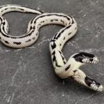 Duas Cabeças da Serpente